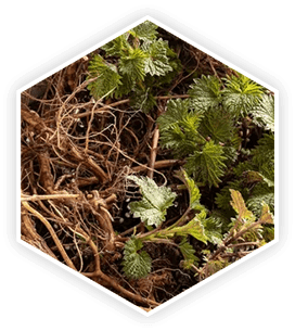 ProstaVive Ingredients - Nettle Root